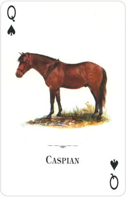 картинка Карты "Horses of the Natural World Playing Cards" от магазина Gamesdealer.ru