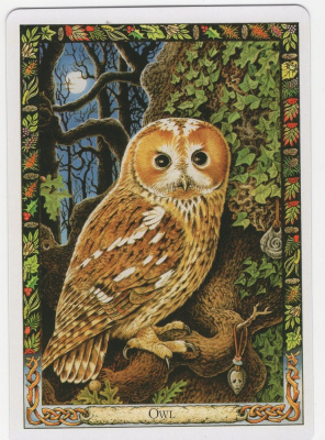 картинка Карты Таро "Druid Animal Oracle Deck Reissue" Welbeck Publishing / Переиздание Колоды Друидов Животн от магазина Gamesdealer.ru