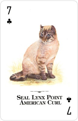 картинка Карты "Cats of the Natural World Playing Cards" от магазина Gamesdealer.ru