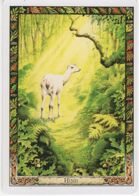 картинка Карты Таро "Druid Animal Oracle Deck Reissue" Welbeck Publishing / Переиздание Колоды Друидов Животн от магазина Gamesdealer.ru