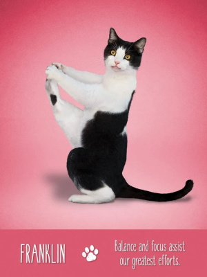 картинка Карты Таро "Yoga Cats Deck & Book Set" US Games / Таро Йоги Кошек от магазина Gamesdealer.ru