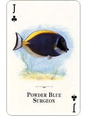 картинка Карты "Aquarium of the Natural World Playing Cards" магазин Gamesdealer.ru являющийся официальным дистрибьютором в России  картинка Карты "Aquarium of the Natural World Playing Cards" от магазина Gamesdealer.ru