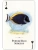 картинка Карты "Aquarium of the Natural World Playing Cards" от магазина Gamesdealer.ru