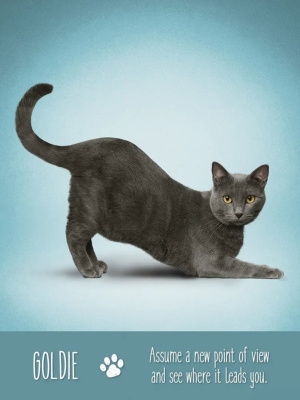 картинка Карты Таро "Yoga Cats Deck & Book Set" US Games / Таро Йоги Кошек от магазина Gamesdealer.ru