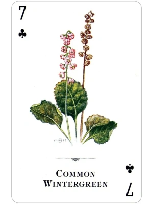 картинка Карты "Wildflowers of the Natural World Playing Cards" от магазина Gamesdealer.ru
