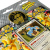 картинка Pokemon Mega Evolution: Ascended Heroes Collection Blister for Pokemon TCG (Larry's Komala) (ENG) от магазина Gamesdealer.ru