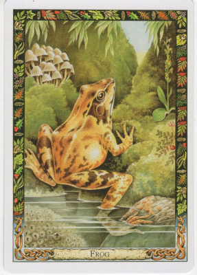 картинка Карты Таро "Druid Animal Oracle Deck Reissue" Welbeck Publishing / Переиздание Колоды Друидов Животн от магазина Gamesdealer.ru