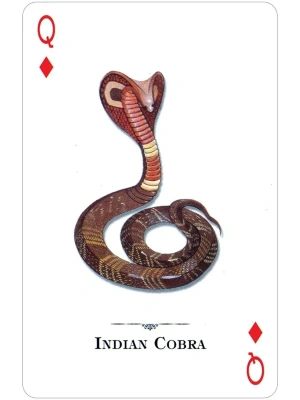 картинка Карты "Reptiles & Amphibians of the Natural World Playing Cards" от магазина Gamesdealer.ru