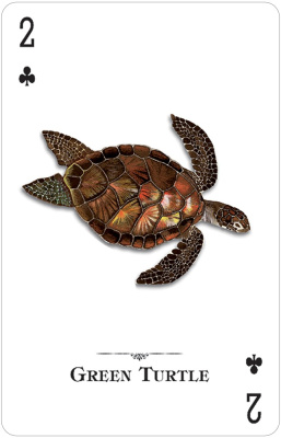 картинка Карты "Reptiles & Amphibians of the Natural World Playing Cards" от магазина Gamesdealer.ru